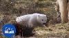 Britain S First Polar Bear Cub In 25 Years Daily Mail