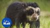 First Andean Bear Cub Born In Great Britain Daily Mail